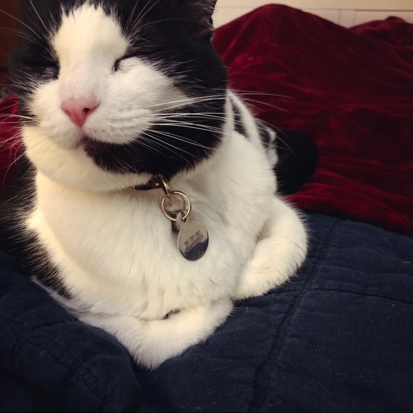 Meet your Posher, Lauren - Picture 3 of 4